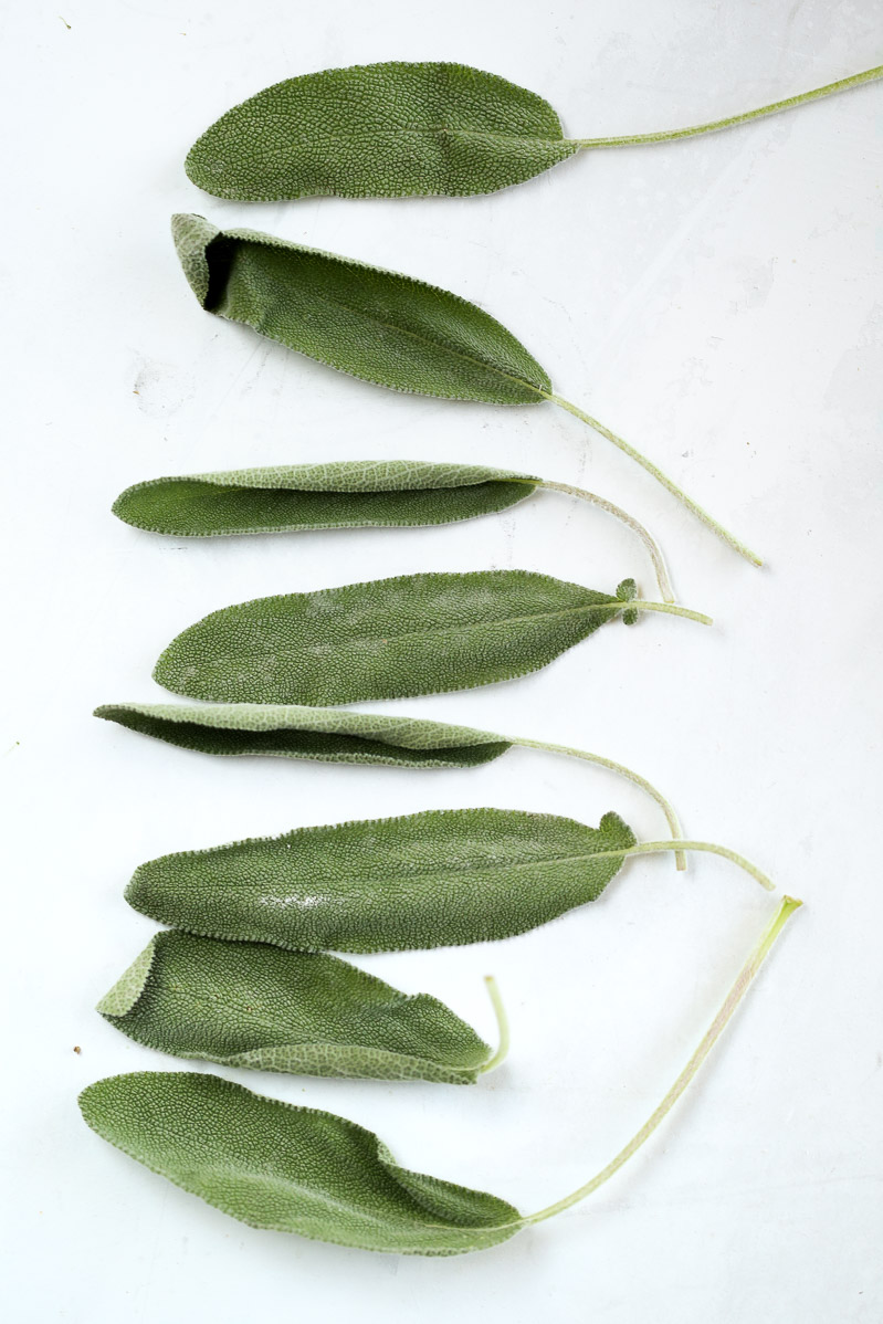 Vegan Butternut Squash Ravioli by Pasta-based. Fresh sage leaves lined up on a white table.