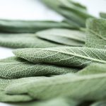 Vegan Butternut Squash Ravioli by Pasta-based. Close and detailed photo of sage leaves.